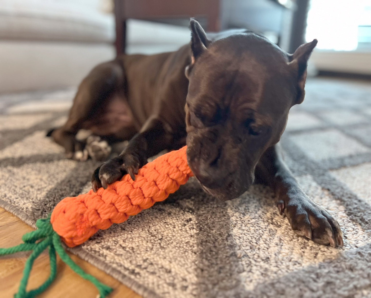 Knotty Large Orange Carrot-2